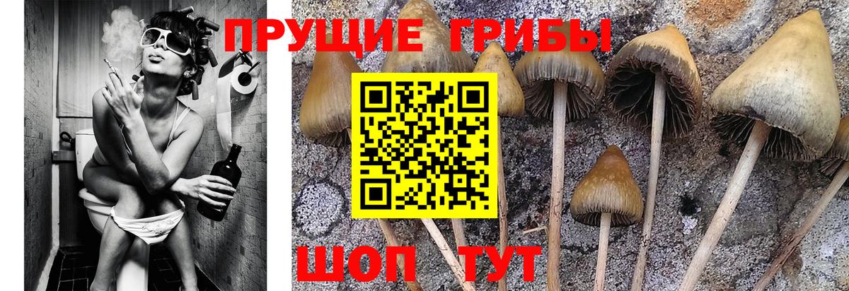 Псилоцибиновые грибы Cubensis  Псилоцибиновые грибы Psilocybe  Вход с VPN  Калининград 